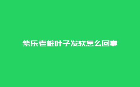 紫乐老桩叶子发软怎么回事