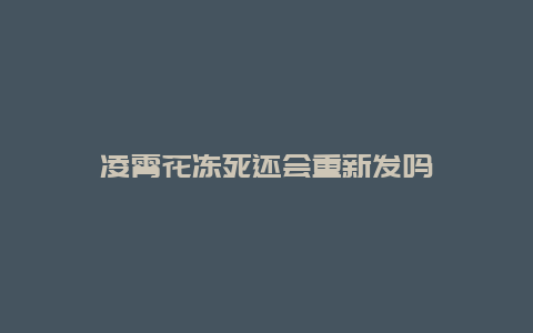 凌霄花冻死还会重新发吗