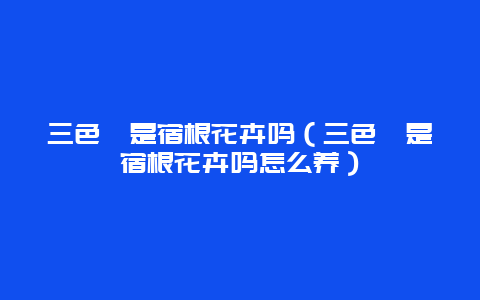 三色堇是宿根花卉吗（三色堇是宿根花卉吗怎么养）