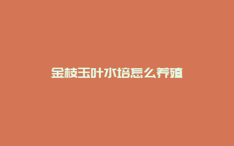 金枝玉叶水培怎么养殖