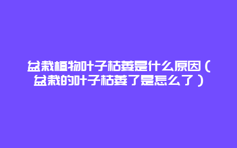 盆栽植物叶子枯萎是什么原因（盆栽的叶子枯萎了是怎么了）