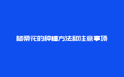 格桑花的种植方法和注意事项