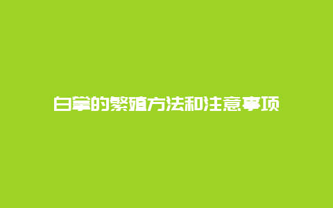 白掌的繁殖方法和注意事项