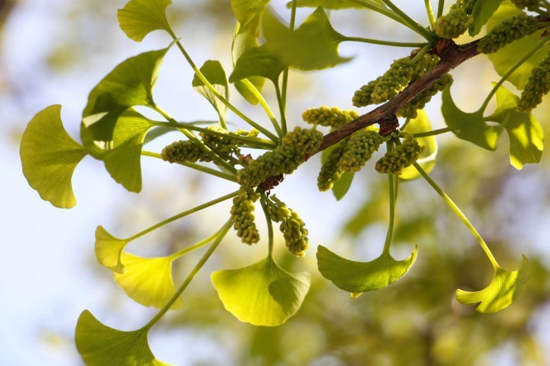 银杏树种植位置与风水（方位、禁忌）插图