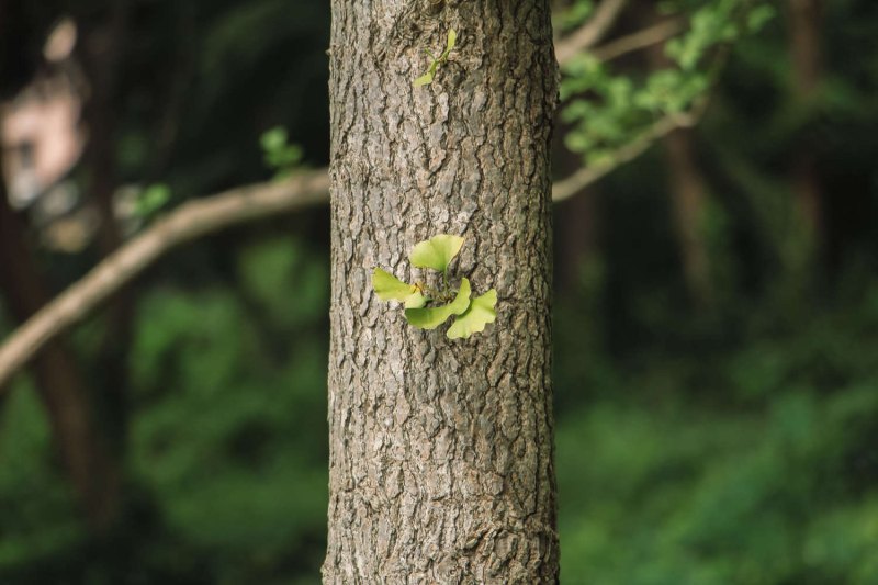 银杏树种植位置与风水（方位、禁忌）插图1