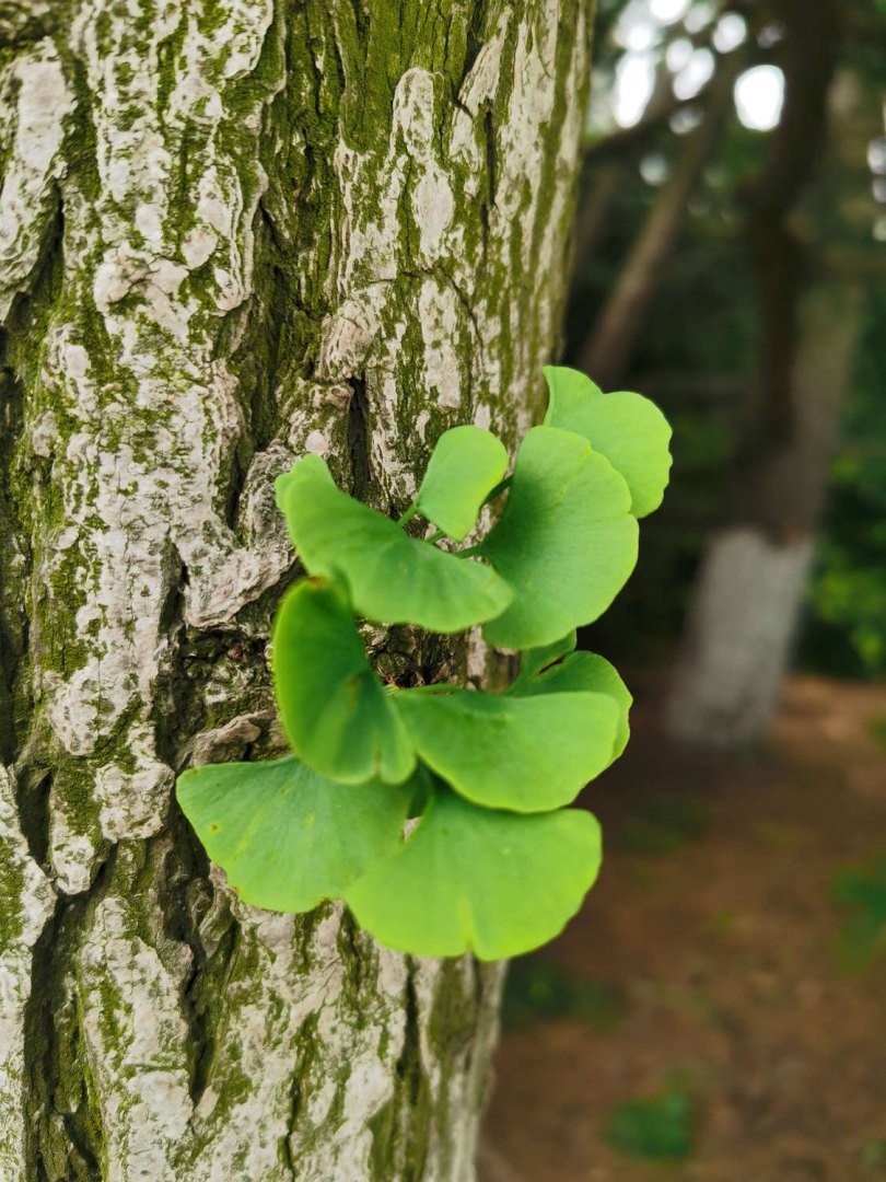 银杏树种植位置与风水（方位、禁忌）插图2