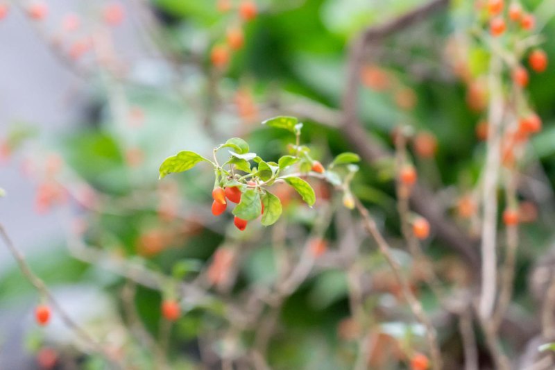 黄芪枸杞泡水喝的功效和禁忌插图1