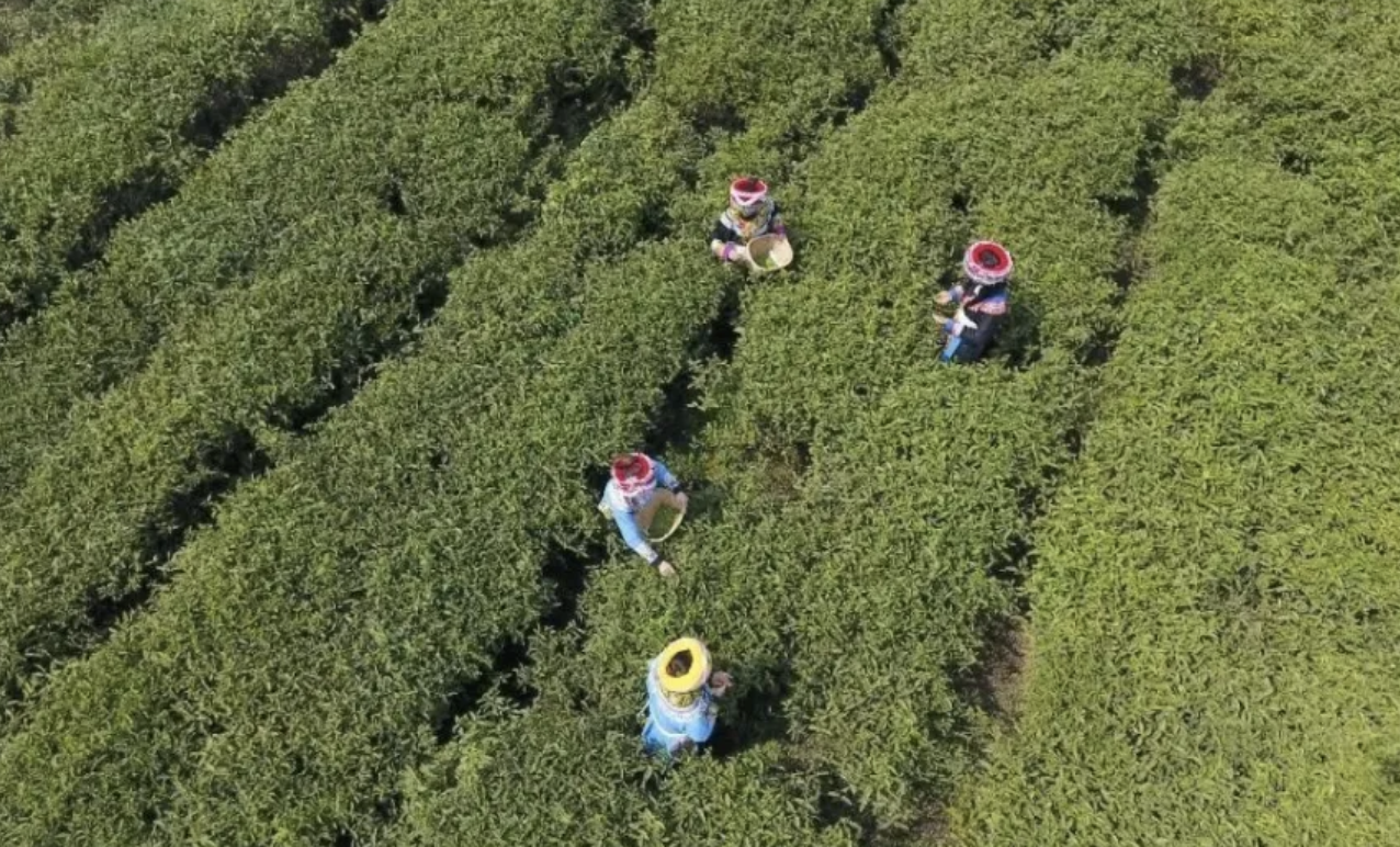 海马宫茶的产地是哪里，什么样的生产环境最有利？插图1