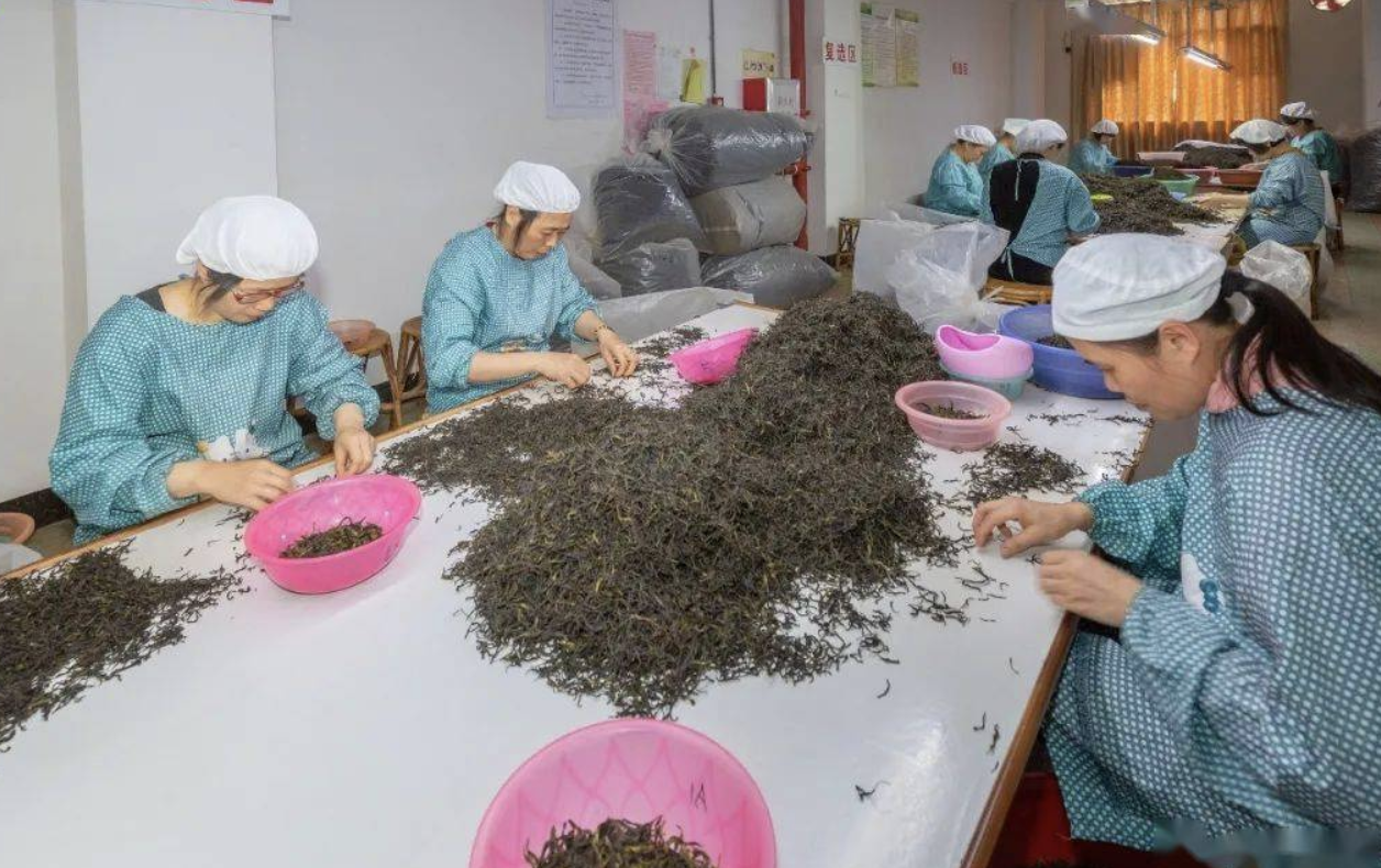 老茶农带你了解北港毛尖茶的制作工艺流程，茶友必备！插图