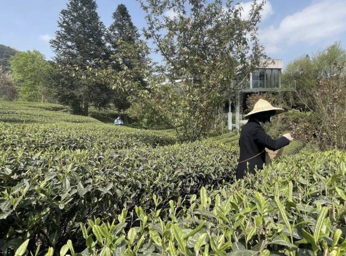 峨眉雪芽茶的产地环境要求都需具体什么样的条件？插图2