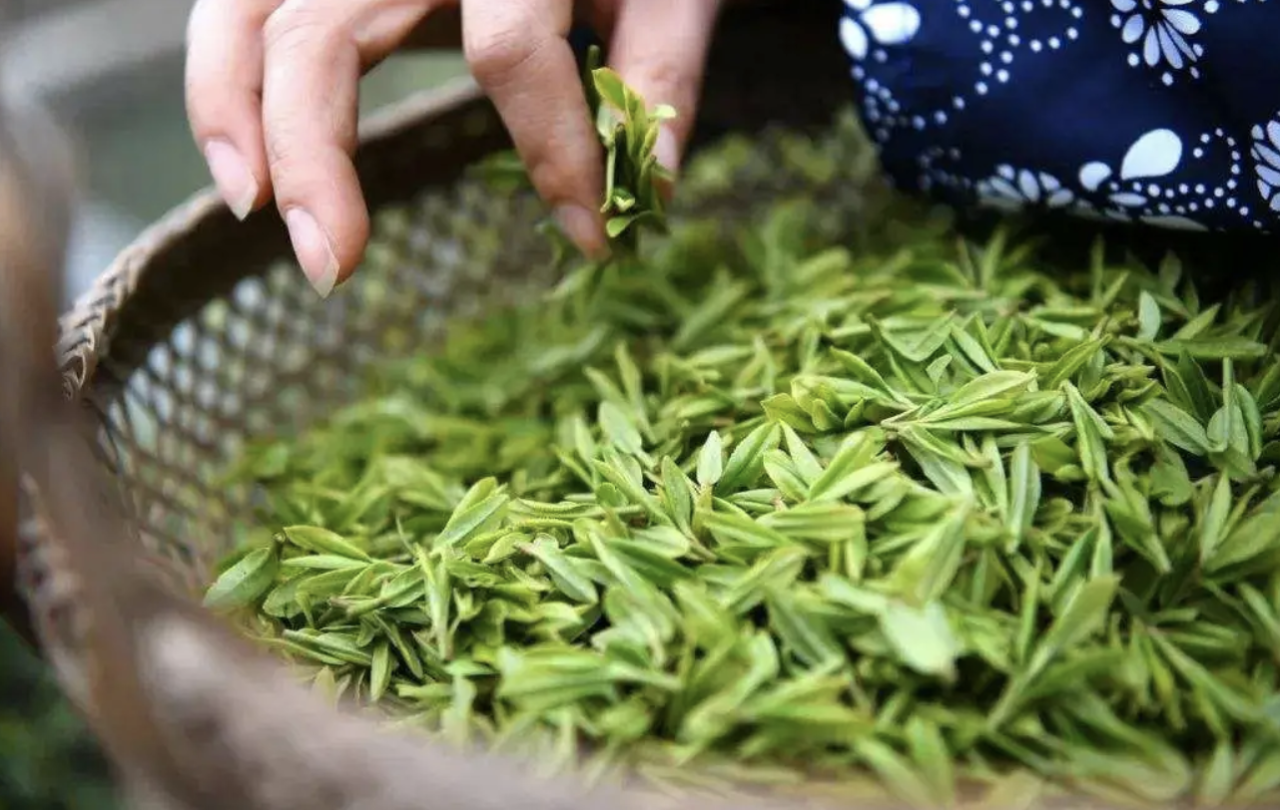 如何制作普陀佛茶？最全的普陀佛茶制作方法分享插图