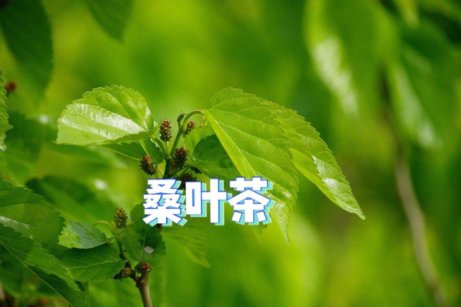 桑叶茶怎样冲泡？值得推荐的桑叶茶冲泡指南插图