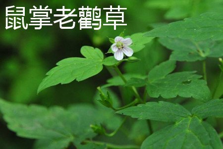 鼠掌老鹳草和老鹤草的区别插图