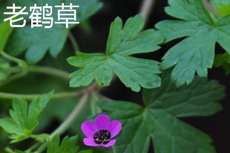 鼠掌老鹳草和老鹤草的区别插图1