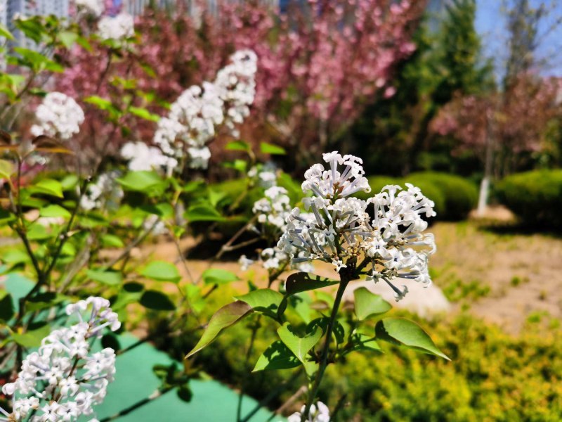 阿拉善盟适合养什么花，市花和市树是什么插图