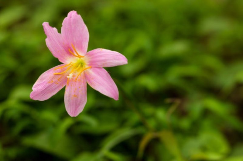 风雨兰什么时候开花插图2