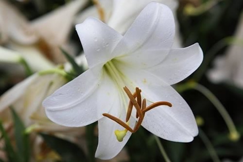 鸿运当头如何分株繁殖，春季切芽消毒栽培即可插图