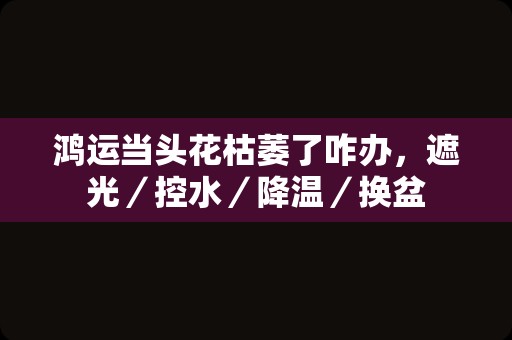 鸿运当头花枯萎了咋办，遮光／控水／降温／换盆插图