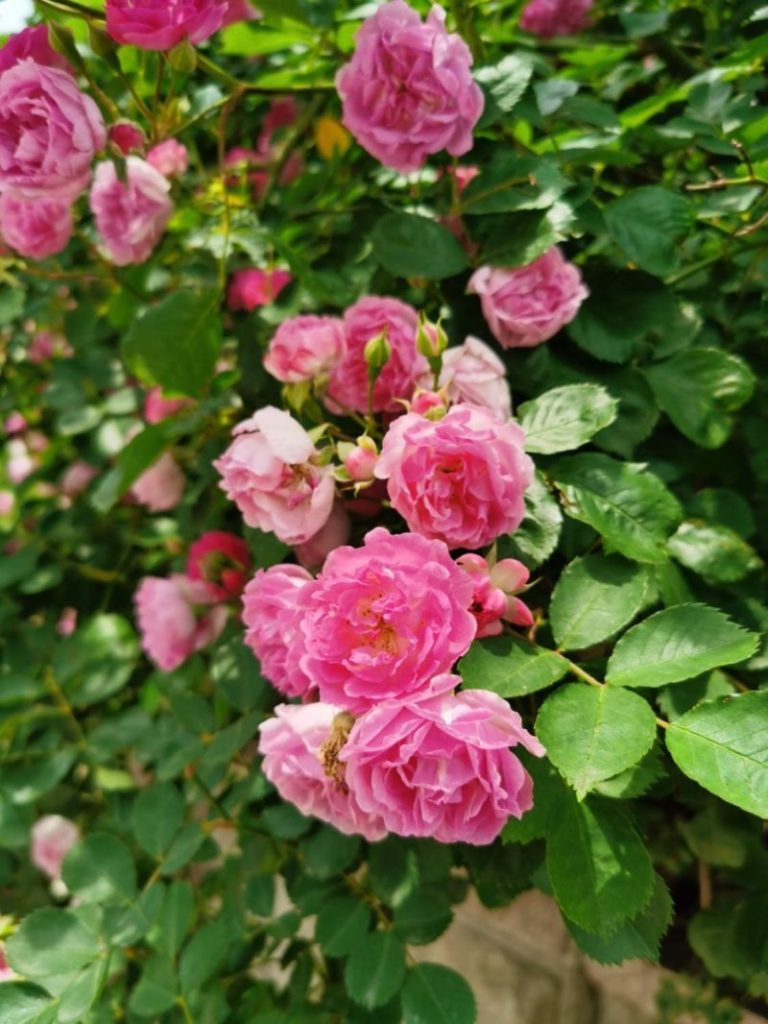 阿勒泰适合养什么花，市花和市树是什么