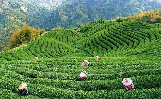 渠江薄片茶产地在哪里？生长环境要求有这些！