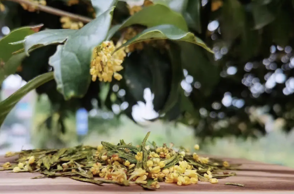 桂花龙井制作详解——桂花龙井制作技巧分享