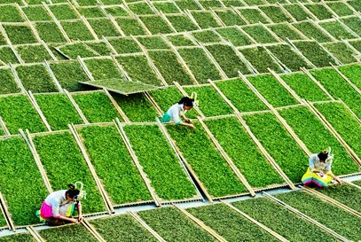 一文带你认识贡眉茶的制作全过程