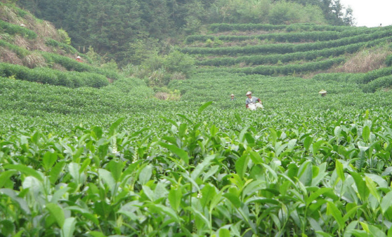 大叶青茶产地在哪里？生长环境要求有这些！