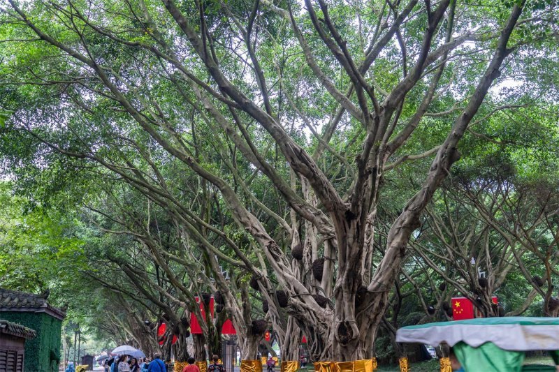 榕树造景三法